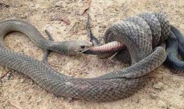 娱乐吃瓜酱大胖蛇,揭秘娱乐圈背后的秘密与趣闻